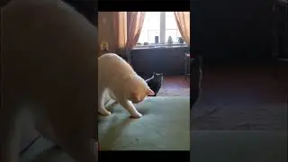 cat acting crazy on the ottoman