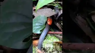 king cobra vs python viral video