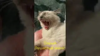 Смешные котики зевают и получают премии - видео о прикольных котиках
