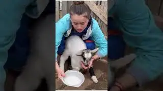 Утренняя дойка