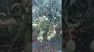 Mango tree 🌳