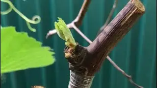 Прививка винограда, как привить на старый куст новые сорта