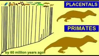 CLADOGRAM--20 PRIMATES