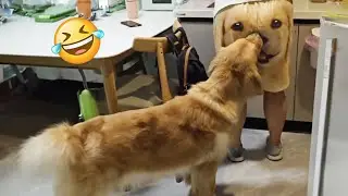 Funniest Animals 🐧 - Best Of The Week Funny Dog And Cats Videos 😁