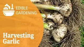 Harvesting Garlic