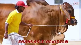 SURTI CATTLE FARM BACHRAY 2023 Teaser