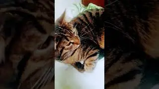мой кот сурик