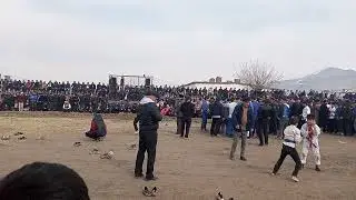 гуштини калон дар кашкараха