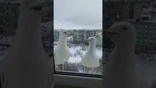 🔊 У кого-то петухи, а у нас ЧАЙКИ 😄 