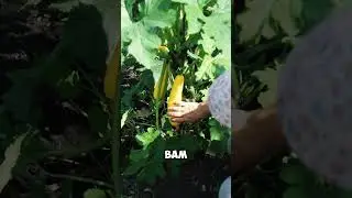 Как я увеличил урожай кабачков в 2 раза и куда их теперь?