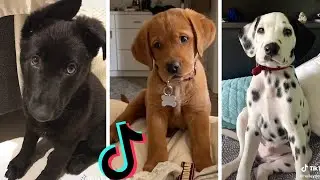 Funniest Animal TikTok Compilation!