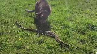 Котики против змей