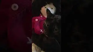Dharma & Miso & Holly and Christmas Tree December 2017