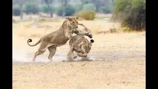 BRUTAL LIONESS FIGHT | Wild Savanna Roblox