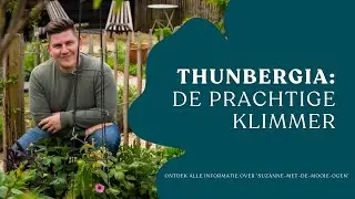 Thunbergia: alles wat je wil weten over deze prachtige klimmer