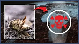 WHY killing BEES could END the WORLD