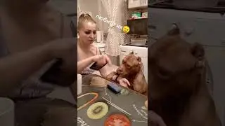 Компаньон!