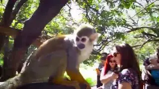 פארק הקופים - ביער בן שמן A monkey park