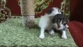 Вот какие у меня уже котята. Третья неделя .