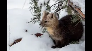 СОБОЛЬ ВОЛК КОЛОНОК ПОПАЛИ НА ФОТОЛОВУШКУ