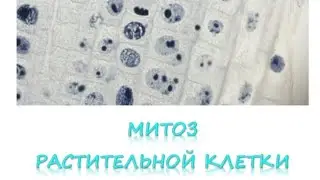 МИТОЗ (гистопрепарат)