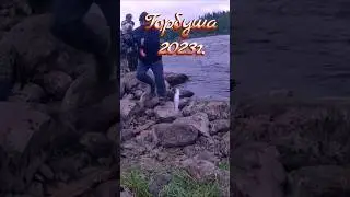 #ГОРБУША#УМБА#2023#РЫБАЛКА НА ТЕРСКОМ#