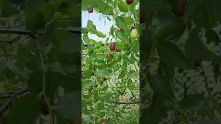 Унаби
