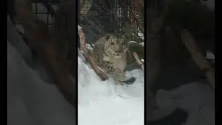 Снежный барс Ермак /snow leopard Ermak #снежныйбарс #snowleopards #snowleopard  #bigcat #irbisrk