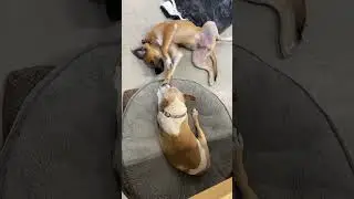 Momma Bella with annoying adopted puppy Cooper