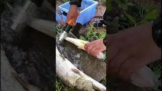 Рыбочистка из китая, чистит ли рыбу ?
