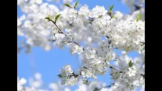 Лариса Миллер. Что дальше? А дальше в щебечущем мае...Читает Илика