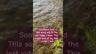 I almost stepped in the water snake