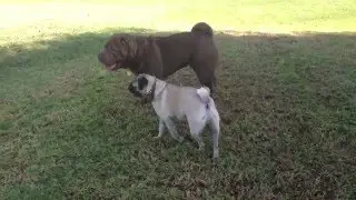 Pug Plays With Distant Cousin Shar Pei