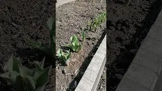 Первая весенняя подкормка тюльпанам для пышного цветения