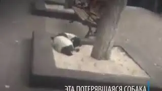 Хозяин нашёл свою собаку, которая потерялась 3 года назад.