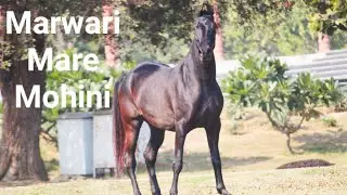 Marwari Mare Mohini -Sire Shorya - owner Pardeep Gahlawat 9813720070