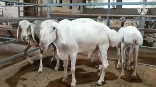 Original turkey dhumba for sale in mumbai at silver agro and Livestock goat farm