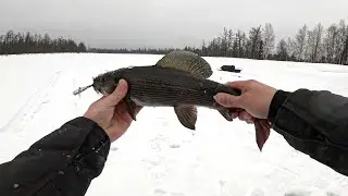 РЫБАЛКА НА ГОРНОЙ РЕКЕ | ЛОВИМ КРУПНОГО ХАРИУСА | ДЕНЬ 1