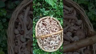 Грибы, опята пошли - большой урожай грибов за пол часа! До нас никто не срезал. Повезло! 😄 #грибы