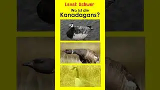 Gänse IV - Jägerprüfung