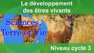 Le développement des êtres vivants