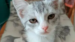 A merciless beast, but he doesn't break the rules