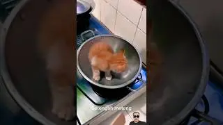 Gak ada lauk kucing pun bisa😂😂 #shorts #kucing #cat