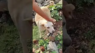 Puppies Rescued With The cave 😭☹️