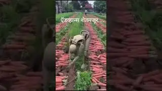 ॲडव्हान्स शेतमजूर पहा......