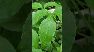 Backyard bug hunt - holometabolous / complete life cycle