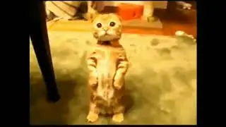 Смешные коты и кошки! Подписывайся на мой канал 😺!