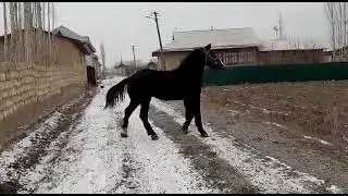 той сотилади1.5 ёшТой зоти тоза ота-онаси ишончли.бахоси 7000$+- тел+996554454776 манзил Киргизистон