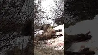 Медведь ест еще живого оленя 😱 #медведь #bear #bears