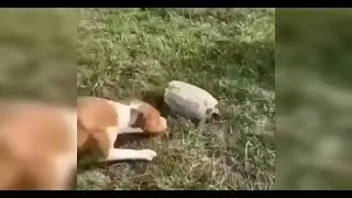 Хитрая черепаха 🐢😂
